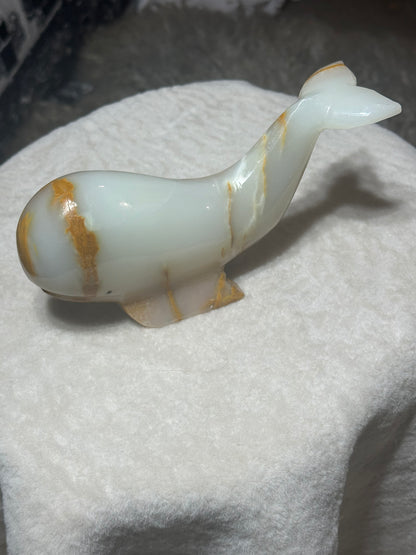Albino Whale
